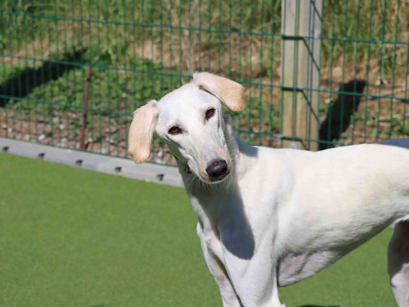 Snowy | Saluki | Darlington - 1
