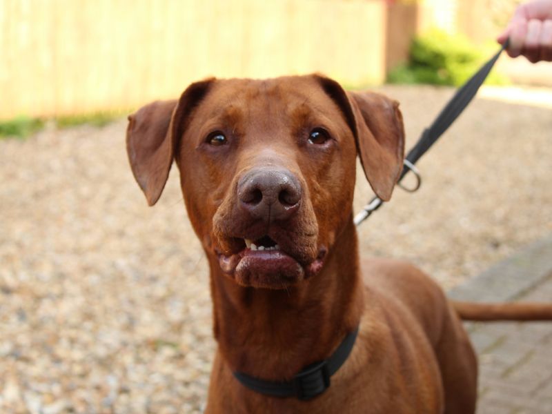 Talen - Image 2 of 5