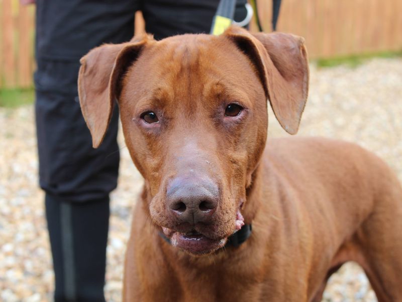 Talen - Image 4 of 5