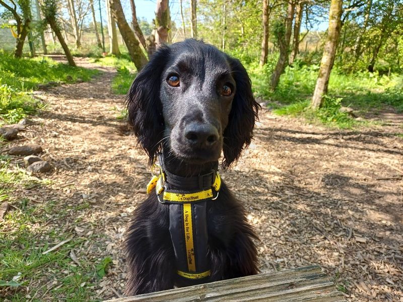 Jeff | Spaniel (Cocker) | West Calder (Edinburgh) - 1