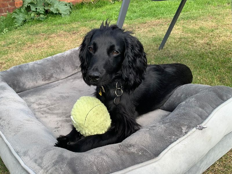 Cocker Spaniel for adoption in West Calder, West Lothian – 11 months old - Image 2 of 4