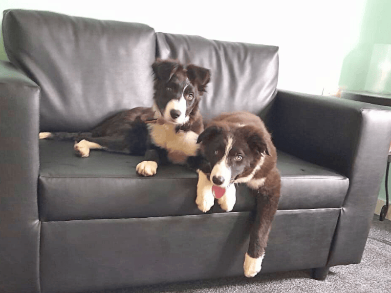 Border Collie for adoption in , – 7 months old