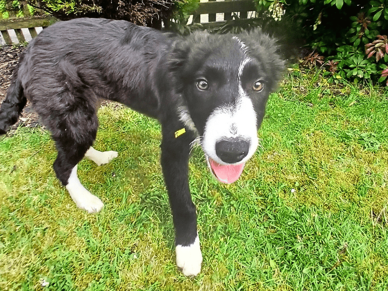Cass | Collie (Border) | Dundee rehoming - 1