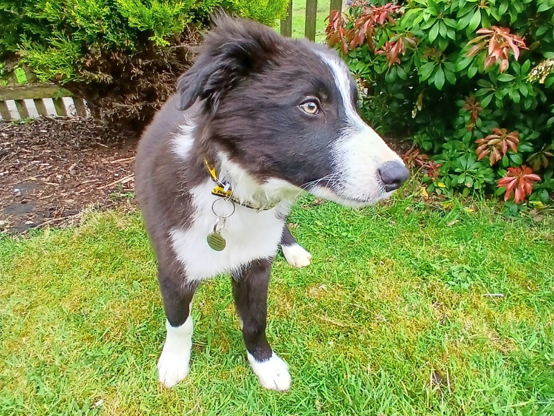 Fly | Collie (Border) | Dundee rehoming - 1