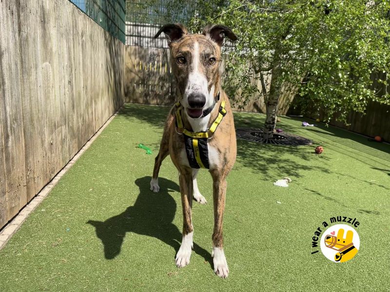 Bobby GREYHOUND | Greyhound | Ilfracombe - 1