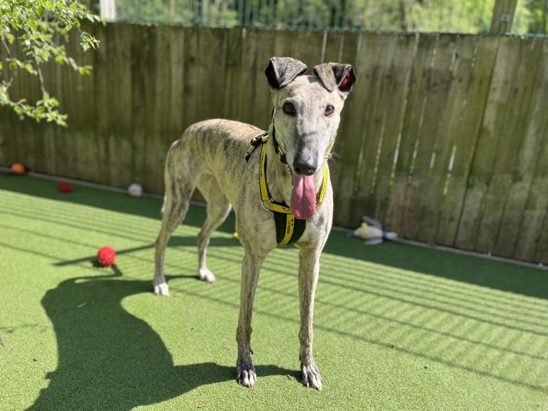 Greyhound for adoption in Ilfracombe, North Devon – 7 years old - Image 2 of 4