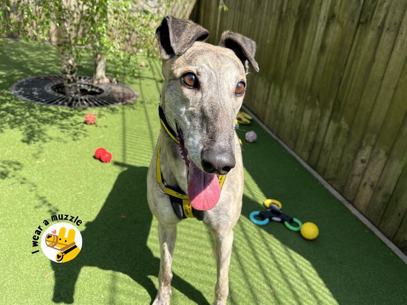 Denise | Greyhound | Ilfracombe - 1