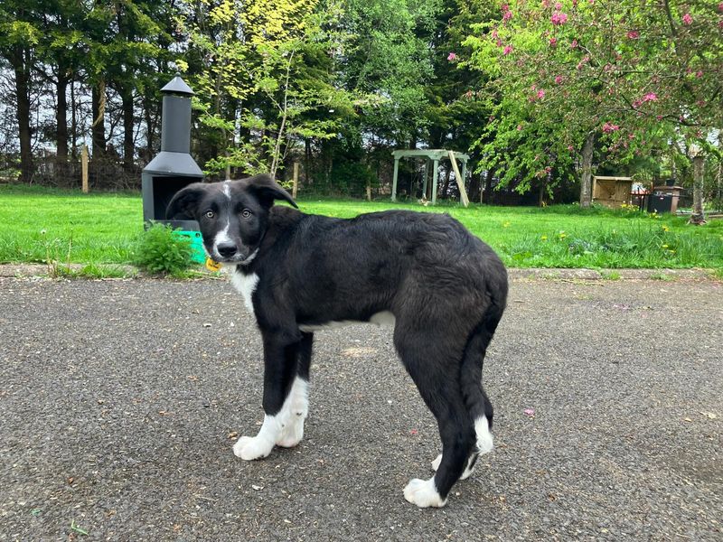 Border Collie for adoption in Ballymena, Co Antrim – 5 months old - Image 3 of 3