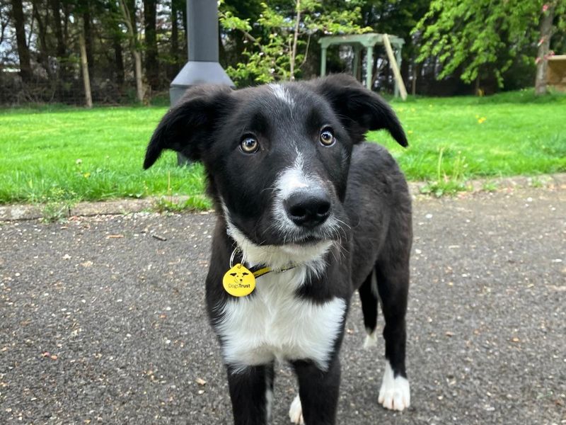 Border Collie for adoption in Ballymena, Co Antrim – 5 months old - Image 2 of 3