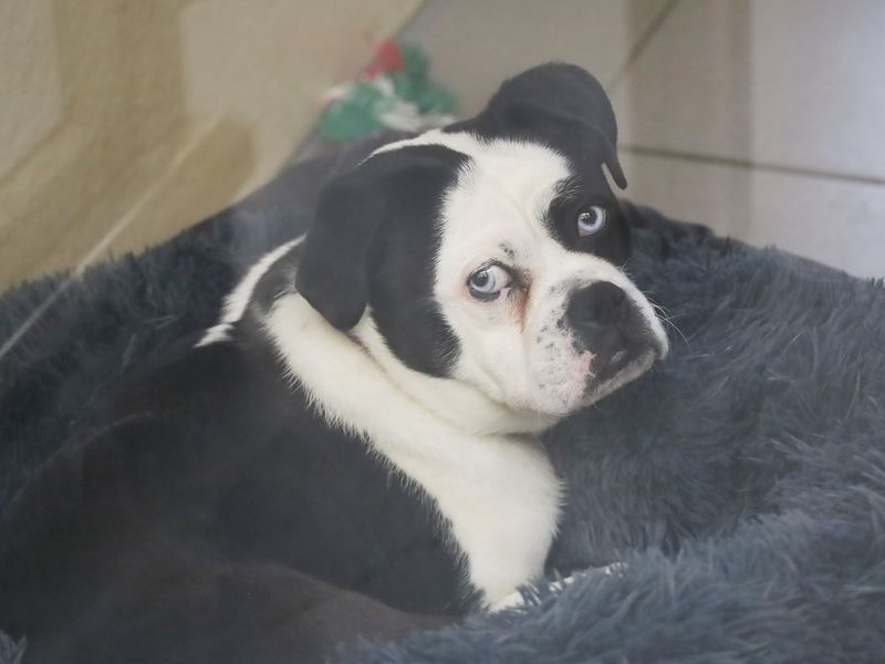 Pug for adoption in Leeds, Yorkshire – 1 year old - Image 2 of 2