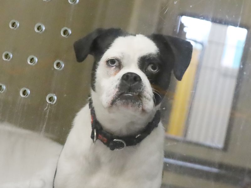 Jack Russell for adoption in Leeds, Yorkshire – 1 year old