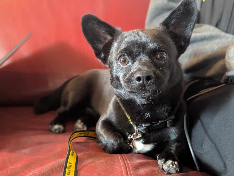 Eddie | Chihuahua (Smooth Coat) Cross | Bridgend (Wales) - 1