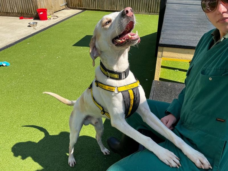 Max | Trailhound | Canterbury - 1
