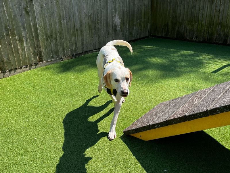 Fletch | Trailhound | Canterbury - 1