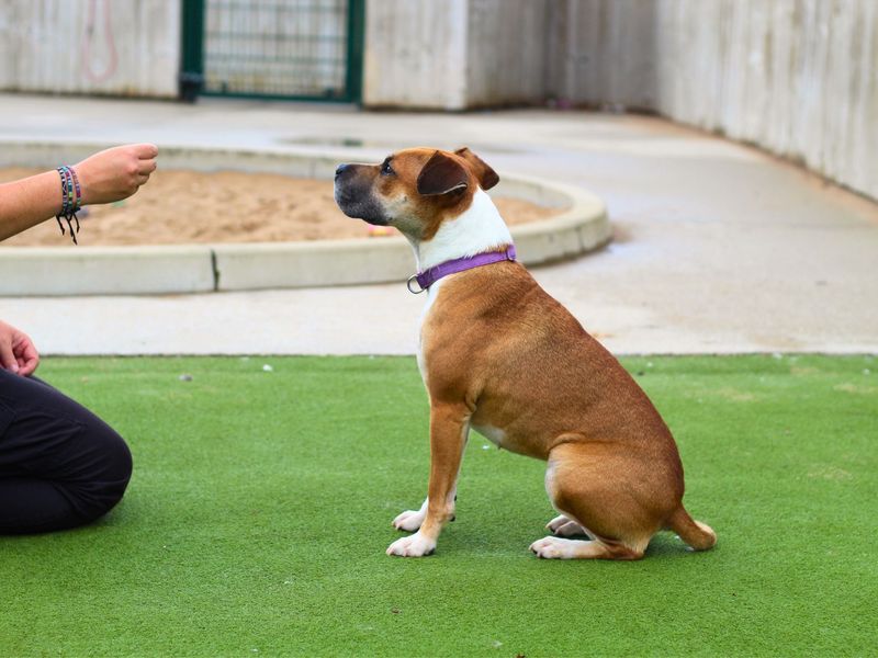 Boxer for adoption in Manchester, Greater Manchester – 2 years old - Image 5 of 5
