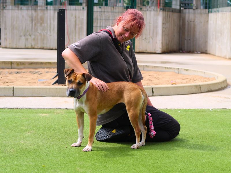 Boxer for adoption in Manchester, Greater Manchester – 2 years old