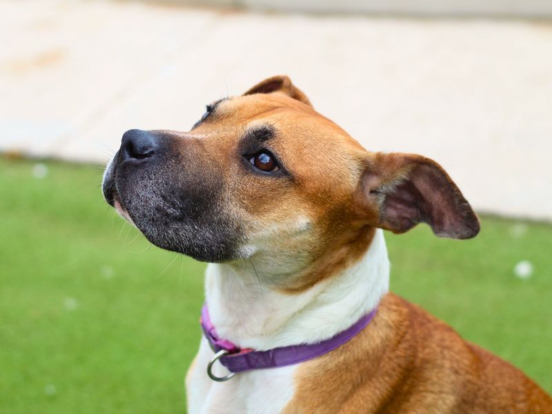 Boxer for adoption in Manchester, Greater Manchester – 2 years old - Image 2 of 5