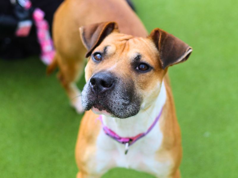 Boxer for adoption in Manchester, Greater Manchester – 2 years old - Image 4 of 5