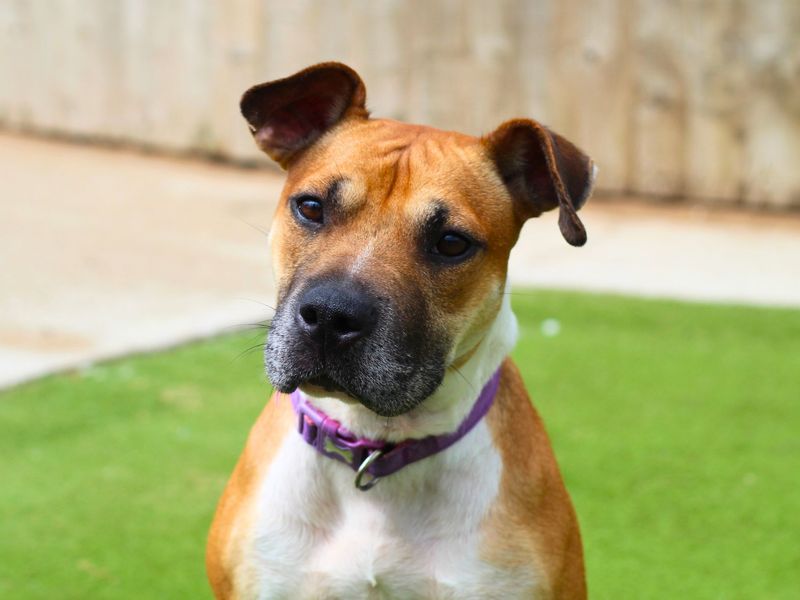 Boxer for adoption in Manchester, Greater Manchester – 2 years old - Image 3 of 5