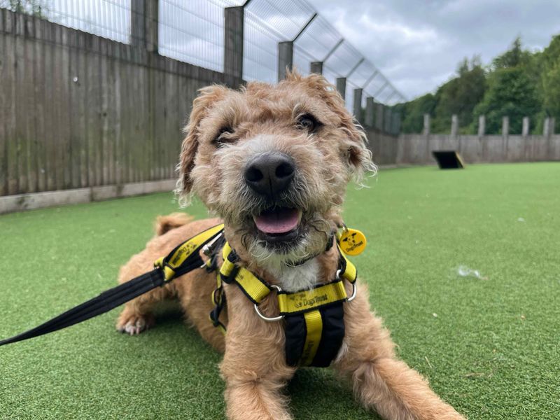 Simba | Terrier (Lakeland) | Glasgow - 1