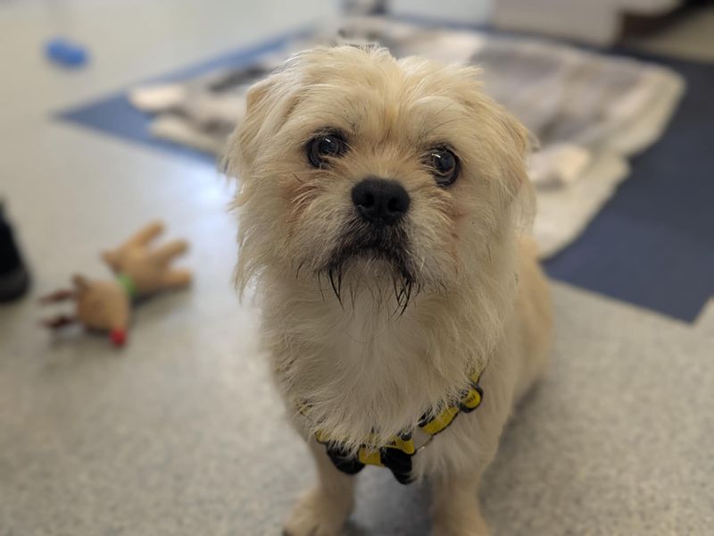 Teddy for sale in Mid Glamorgan, Wales | Image 3
