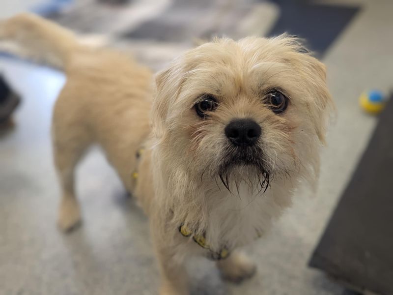 Teddy for sale in Mid Glamorgan, Wales | Image 2