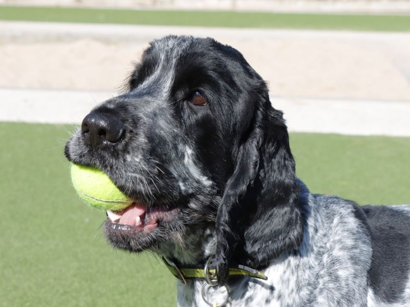 Cocker Spaniel for adoption in Evesham, Worcestershire – 1 year old - Image 3 of 3