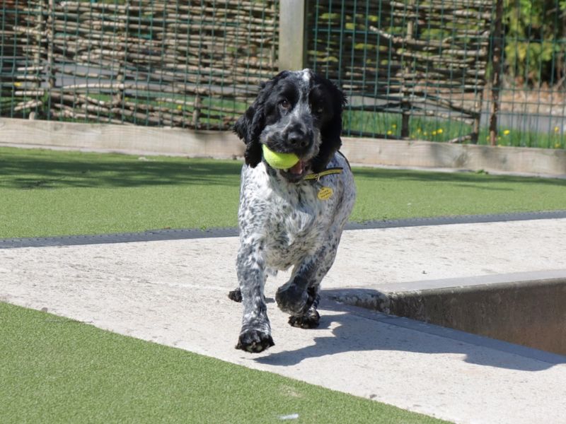 Finley for sale in Evesham, Worcestershire | Image 2