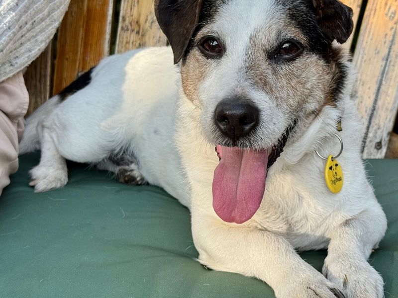 Jack Russell for adoption in Manchester, Greater Manchester – 13 years old