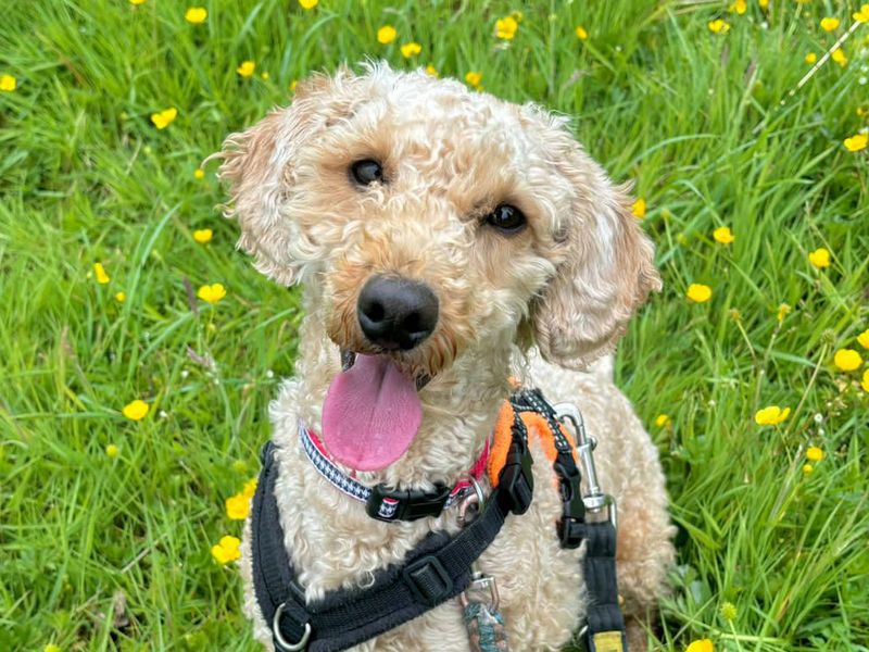 Pete for sale in Leeds, Yorkshire