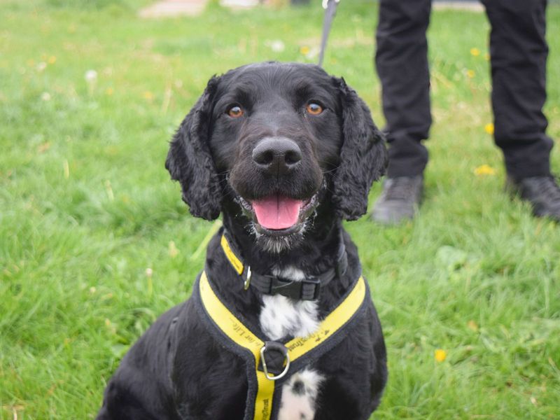 Toby for sale in Uxbridge, London - Image 2