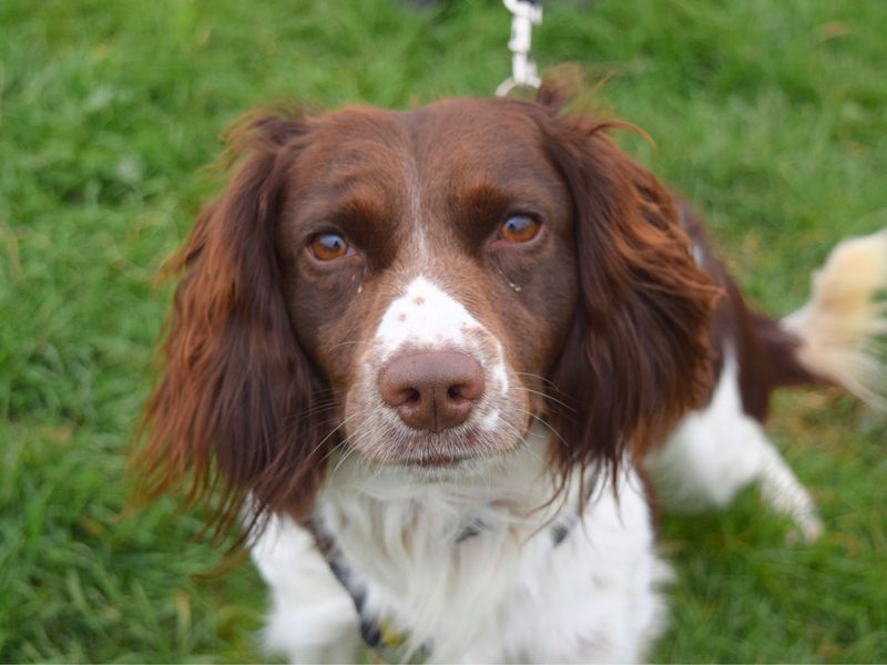 Luca for sale in Uxbridge, London