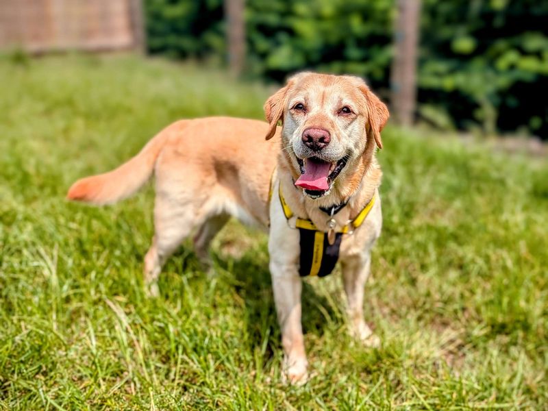 Golden Retriever Dogs And Puppies For Adoption