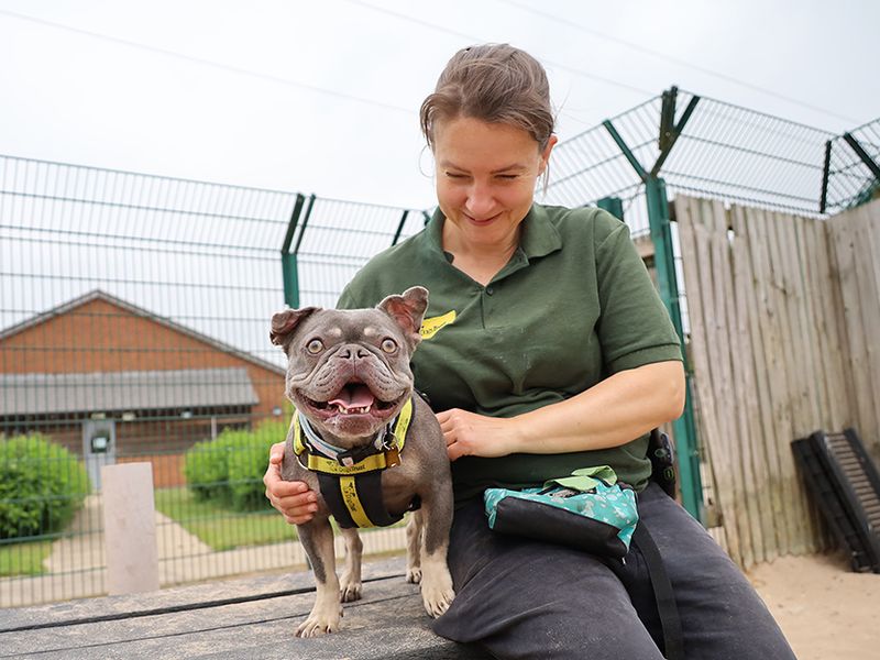 French Bulldog for adoption in Leeds, Yorkshire – 4 years old