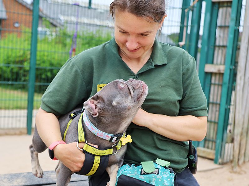 French Bulldog for adoption in Leeds, Yorkshire – 4 years old - Image 5 of 6
