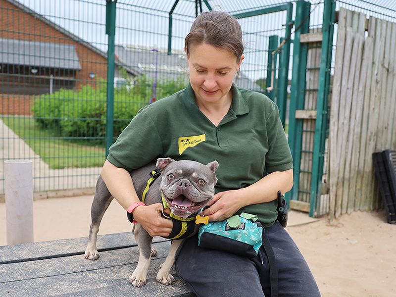 French Bulldog for adoption in Leeds, Yorkshire – 4 years old - Image 6 of 6