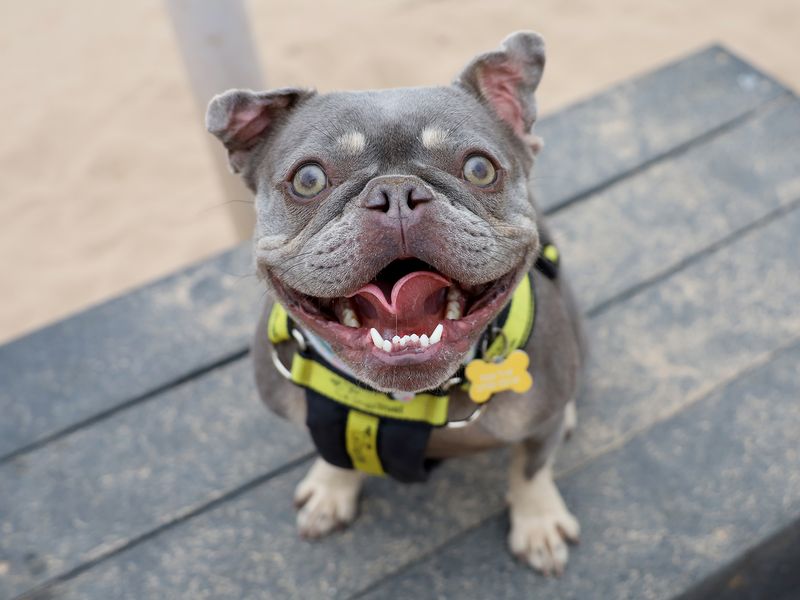 Esme | French Bulldog | Leeds - 1