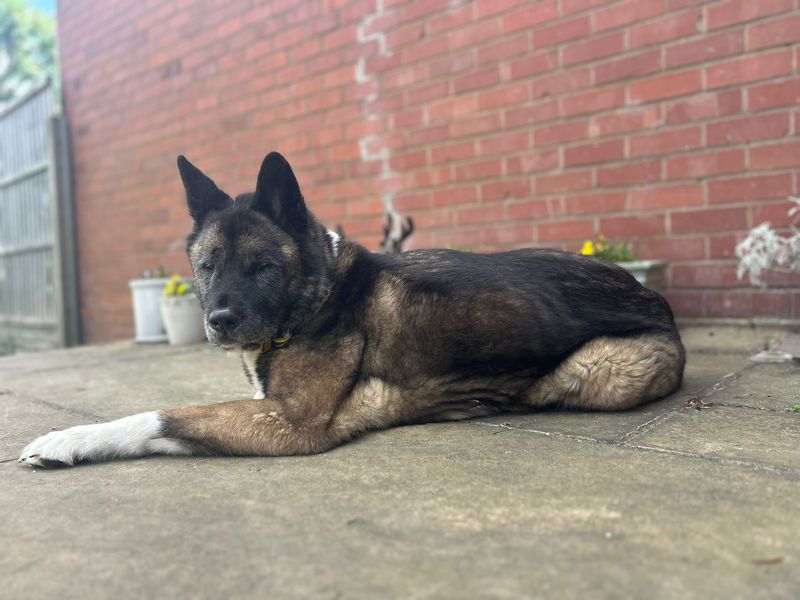Lucy Lou | Akita | Kenilworth (West Midlands) - 1