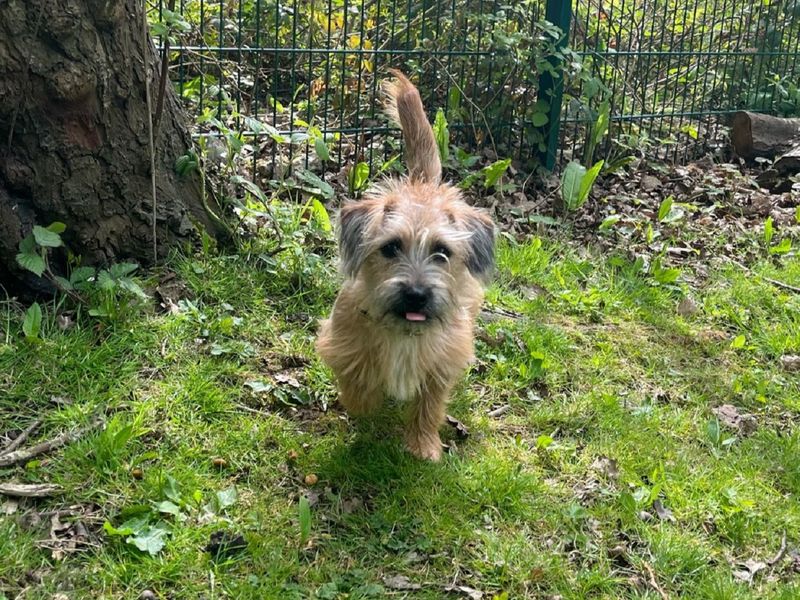 Tink for sale in Chestfield, Kent