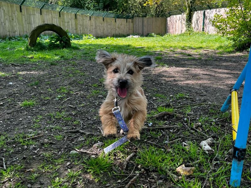 Tink for sale in Chestfield, Kent | Image 4