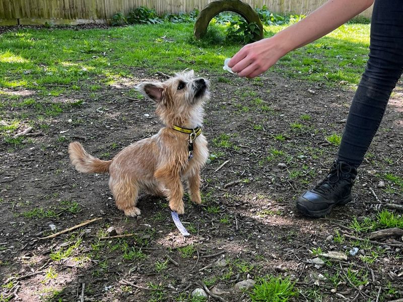 Tink for sale in Chestfield, Kent | Image 2