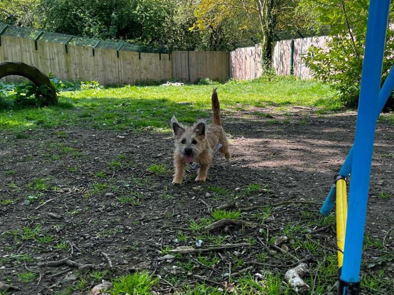 Tink for sale in Chestfield, Kent | Image 3