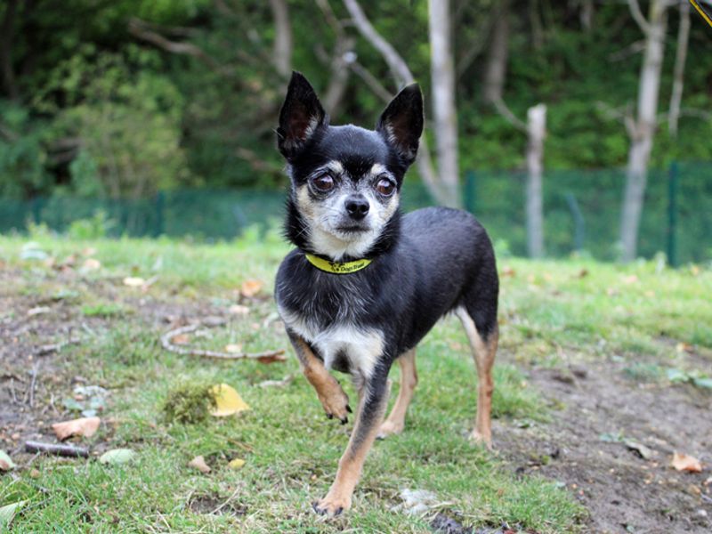 Chihuahua for adoption in Liverpool, Merseyside – 4 years old
