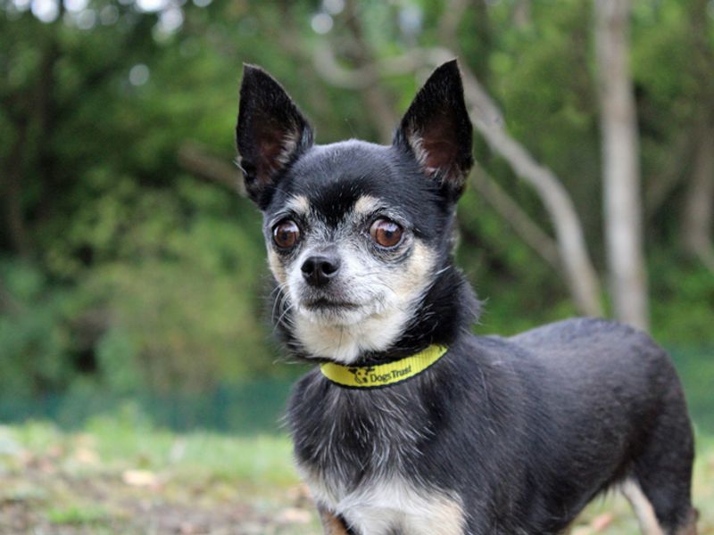 Chihuahua for adoption in Liverpool, Merseyside – 4 years old - Image 3 of 4