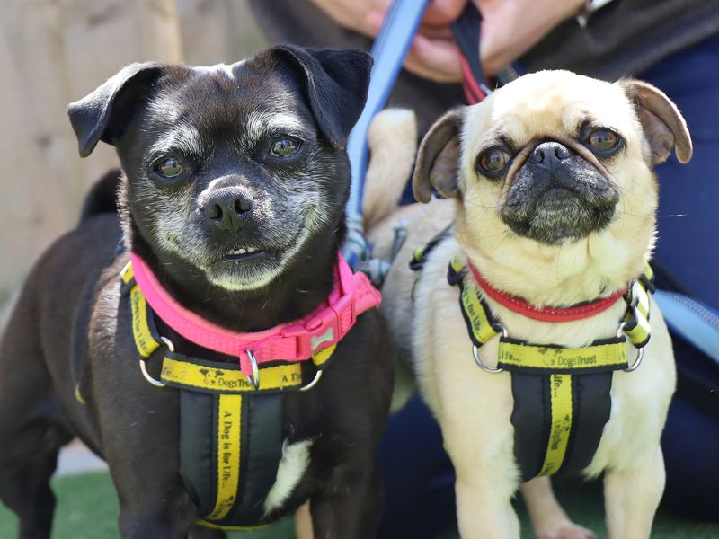 Lola and Ruby for sale in Leeds, Yorkshire - Image 2