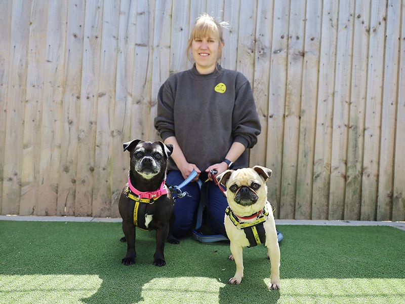 Lola and Ruby for sale in Leeds, Yorkshire