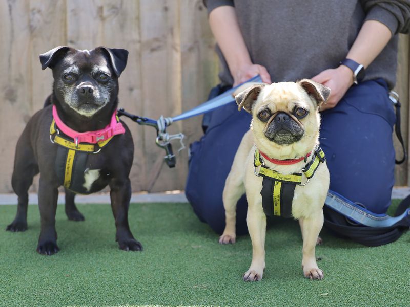 Lola and Ruby for sale in Leeds, Yorkshire - Image 3