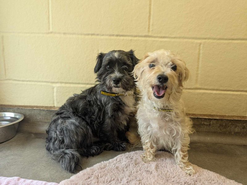 Poodle Dogs And Puppies For Adoption