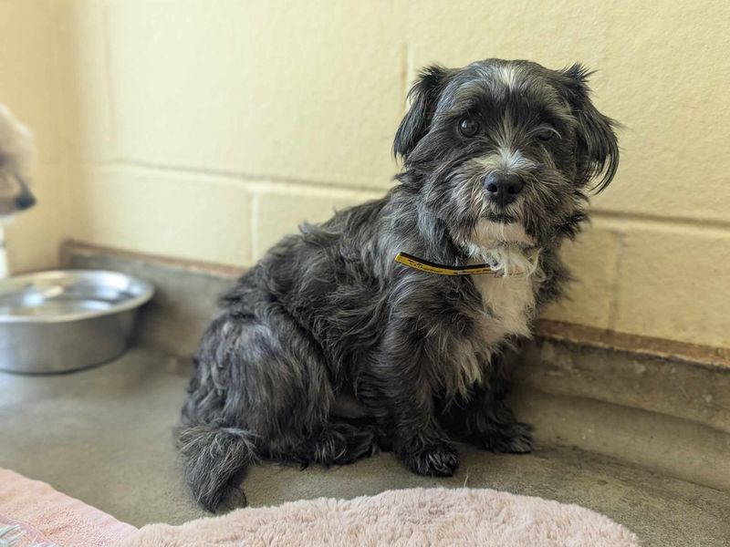 Poodle for adoption in Mid Glamorgan, Wales – 3 years old - Image 3 of 4