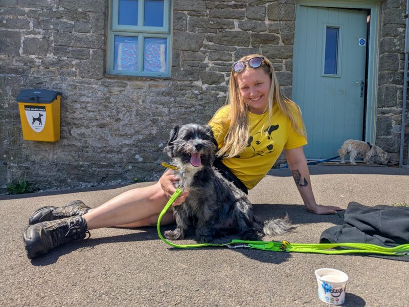 Poodle for adoption in Mid Glamorgan, Wales – 3 years old - Image 2 of 4